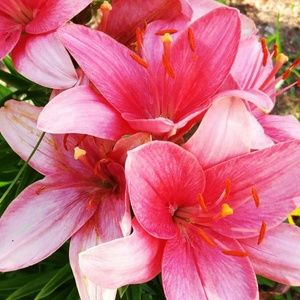 Meet your Posher, Alexis